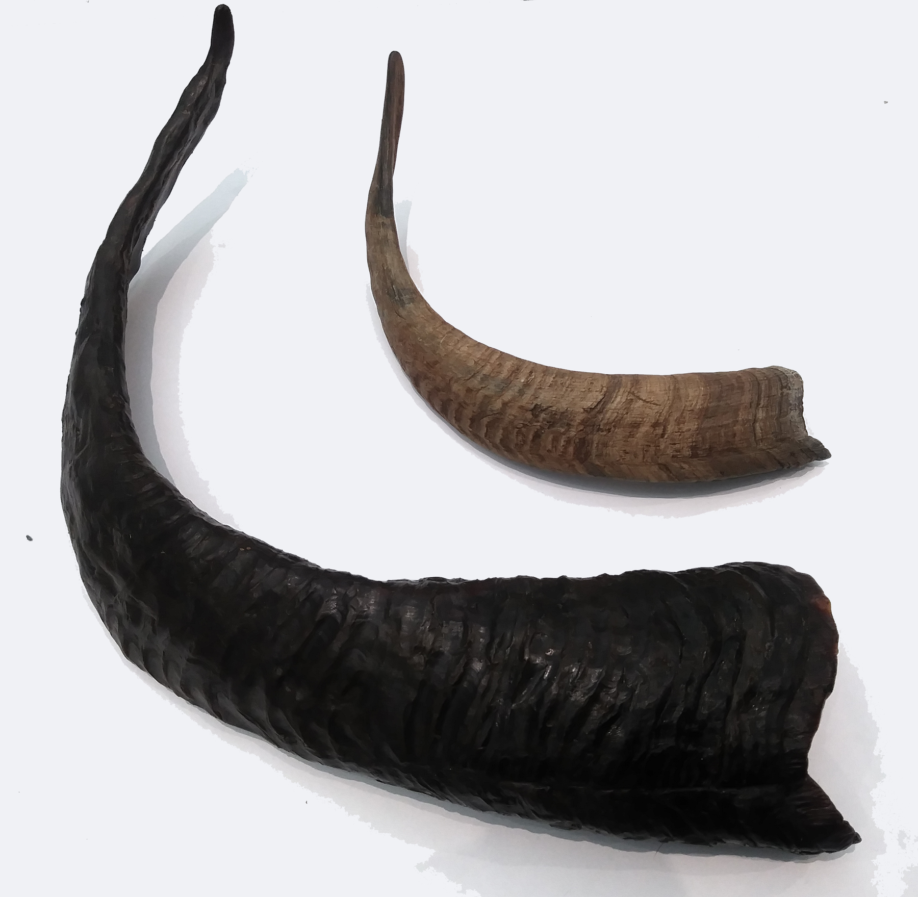 Sculpture of a goat horn made with wax and wood