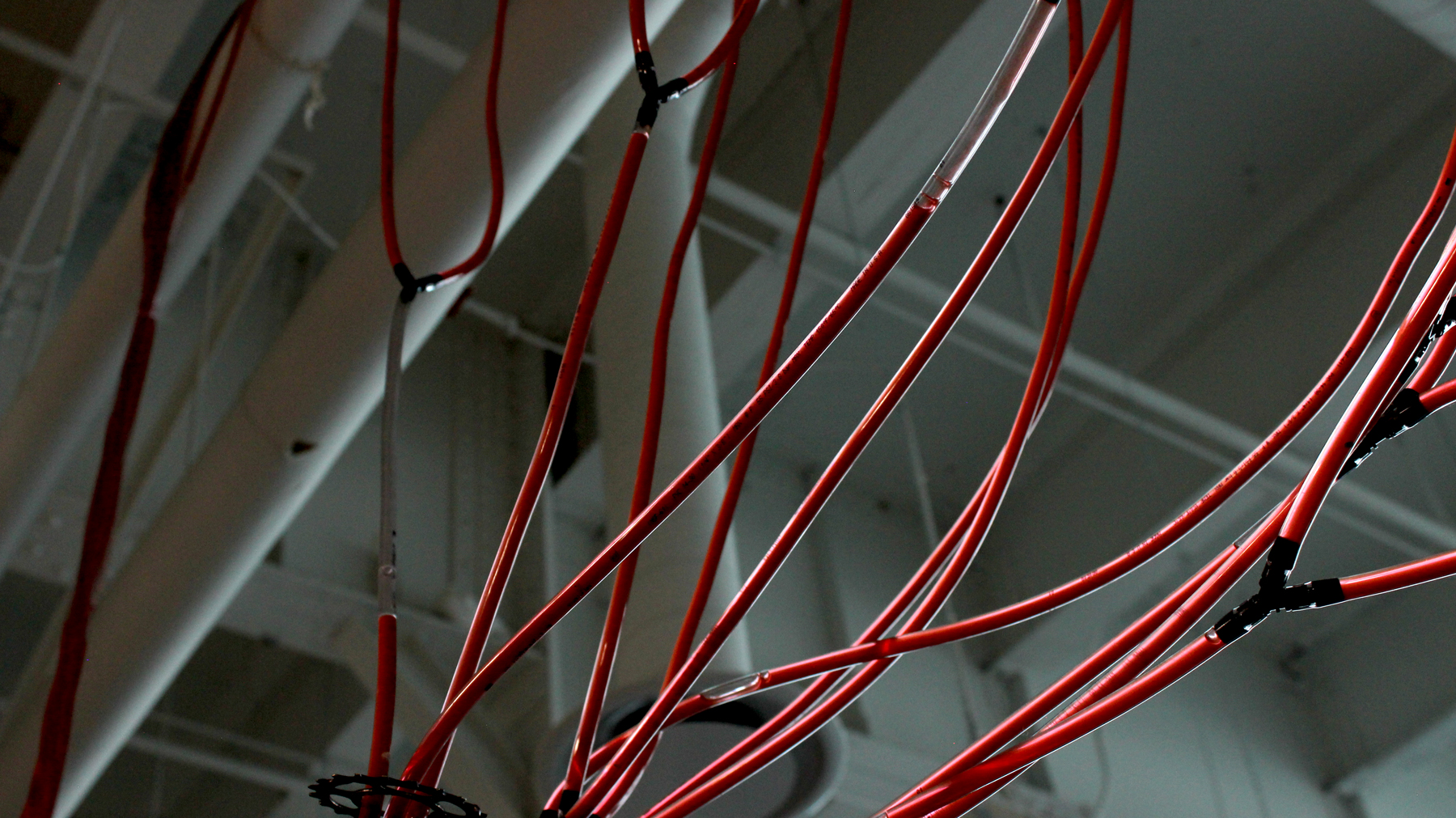 Detail photo of Ada Denil's sculpture of a heart and vascular system