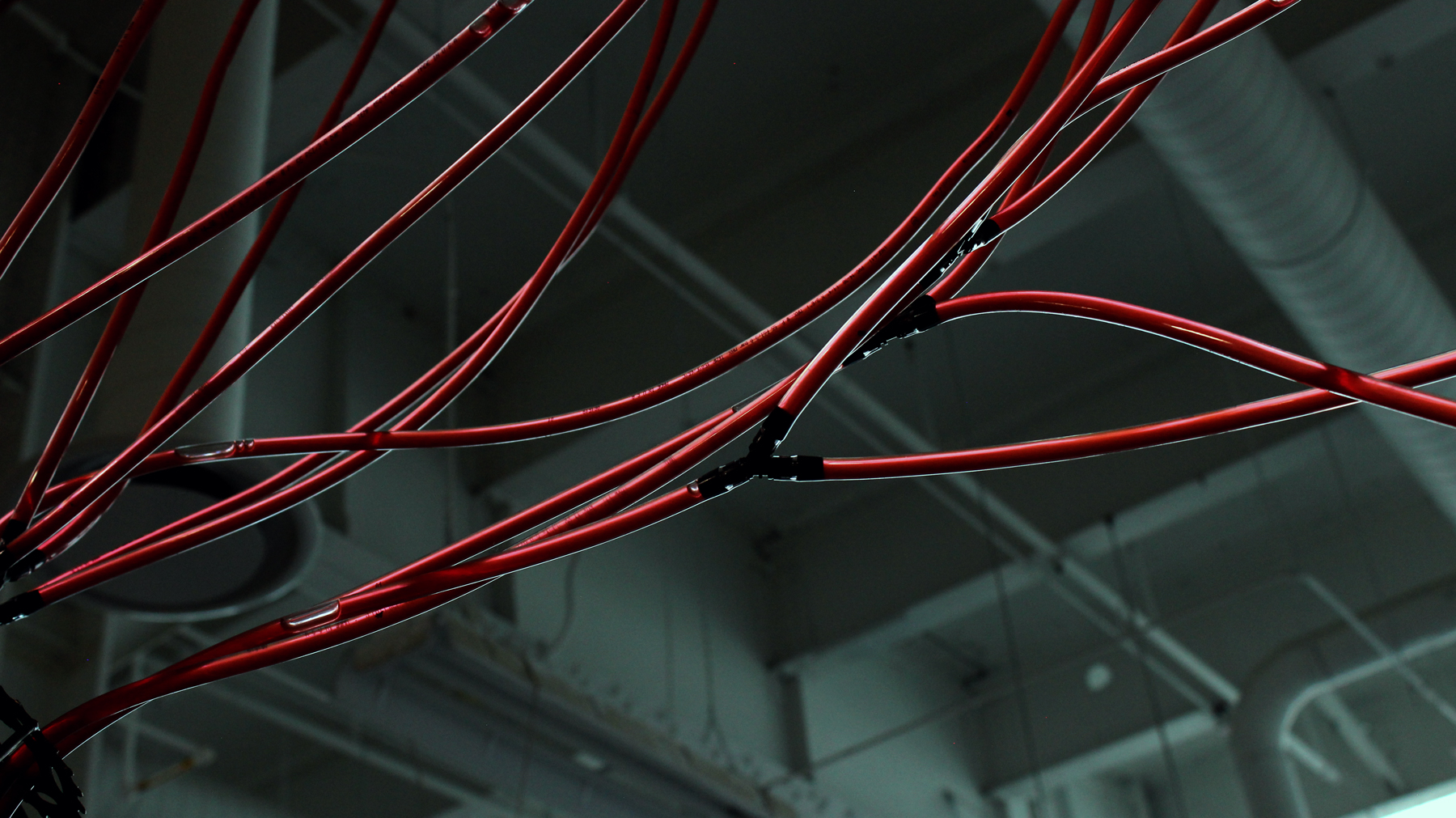 Detail photo of Ada Denil's sculpture of a heart and vascular system
